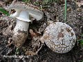 Amanita excelsa var.spissa-amf211